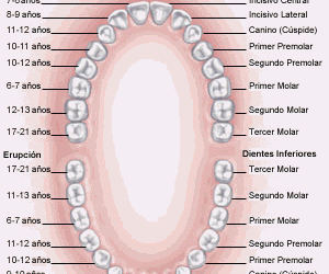 ¿Conoces bien tus dientes?